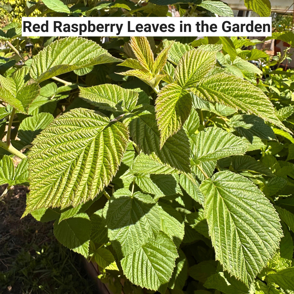 Green leaves of a red raspberry plant in a garden with text overlay.