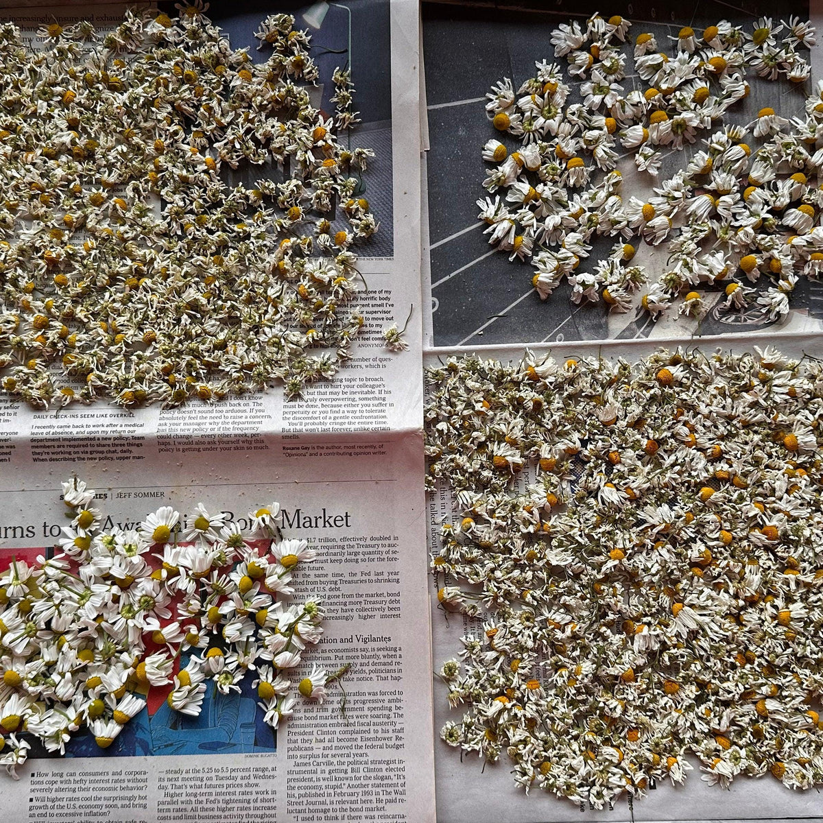 Four trays of chamomile flowers drying on newspaper in various stages of dryness, from fresh to completely air-dried