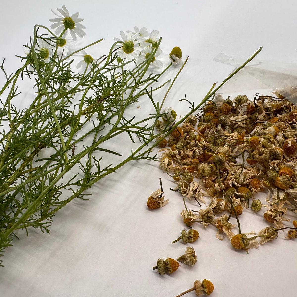 Fresh and dried chamomile flowers on a white background