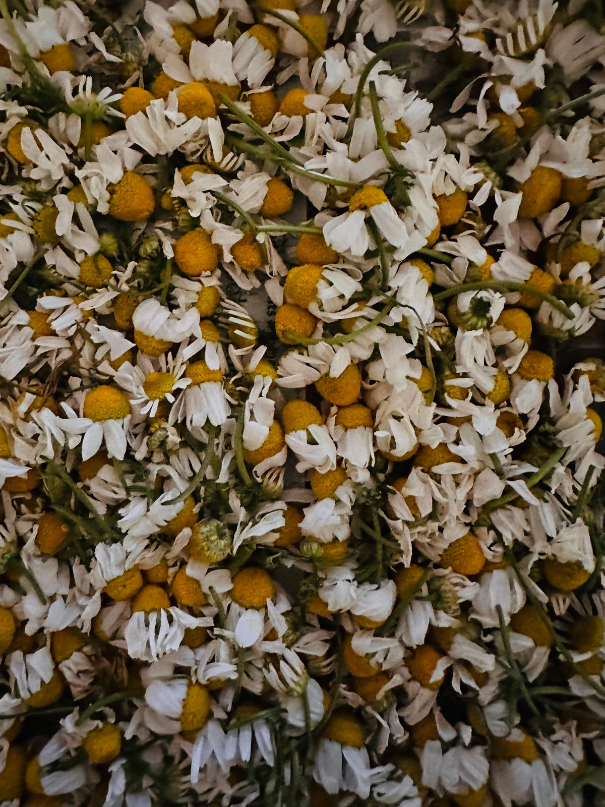 Garden-Grown Herbs and Tea