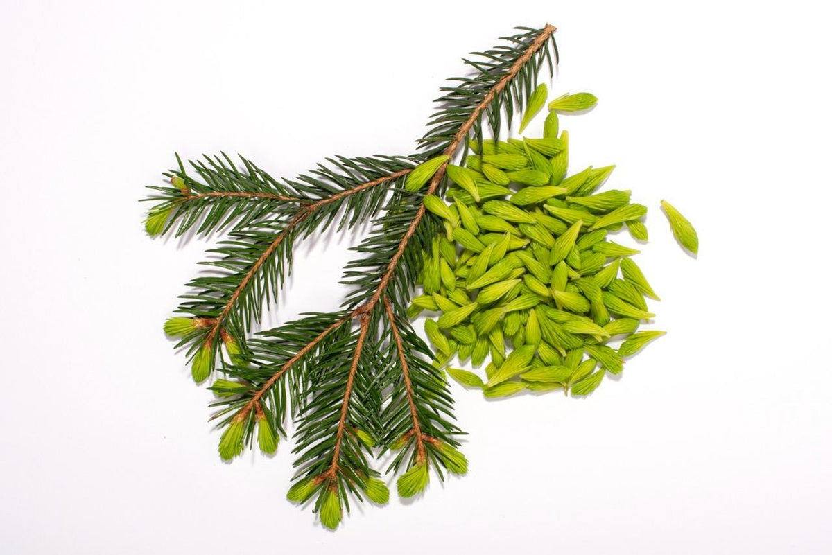 Foraged Freeze-Dried Sitka Spruce Tips (1 Cup Volume)