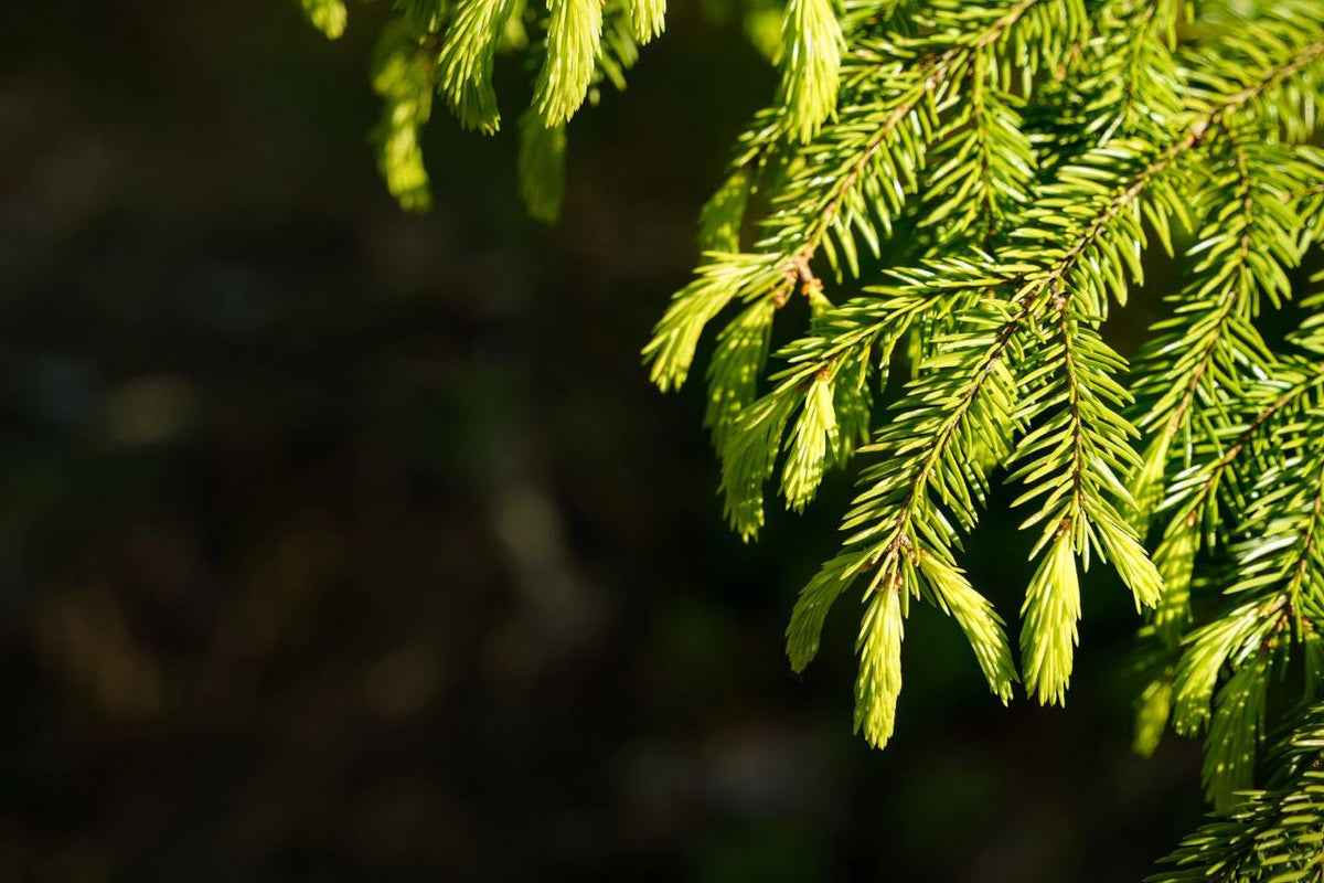 Foraged Freeze-Dried Sitka Spruce Tips (1 Cup Volume)